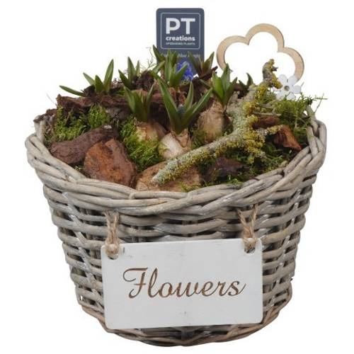 Muscari.Arr PTMB6227 T20 H022