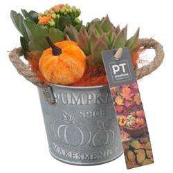 Kal.Arr PTHI5313 Herbst T10 H017