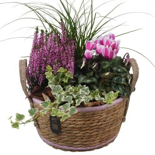 Garten.Arr PTHO7533 Herbst T22 H034