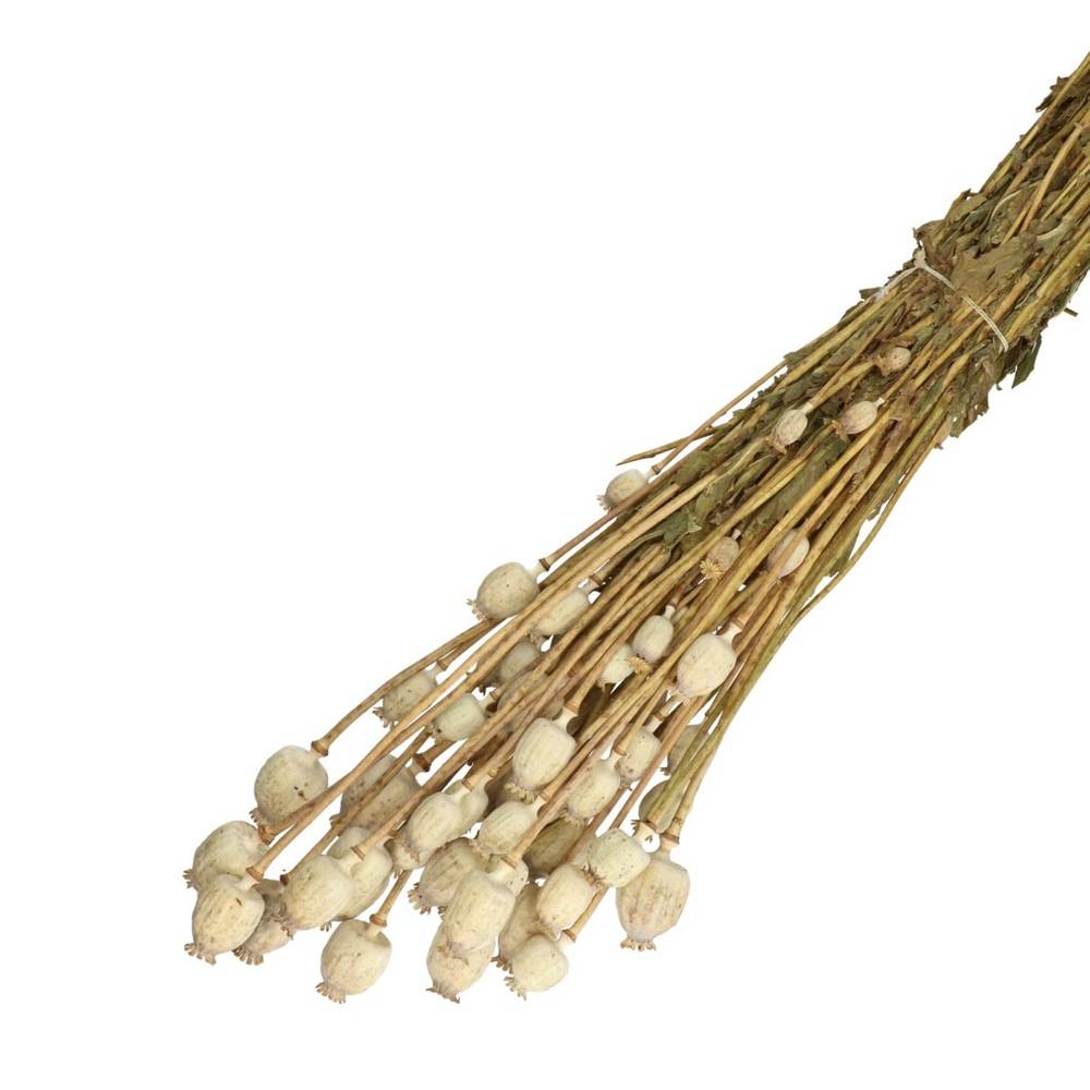 Trocken Papaver braun L65cm 