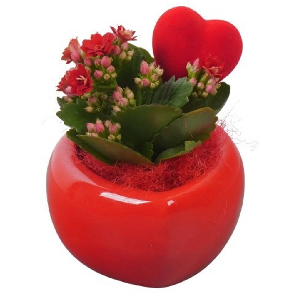 Kal.Arr PTVMB2312 T11 H014