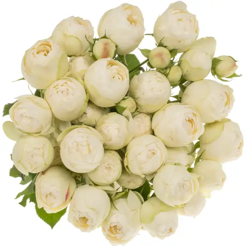 Rose verzweigt creme/weiss Mansfield White Park 50cm