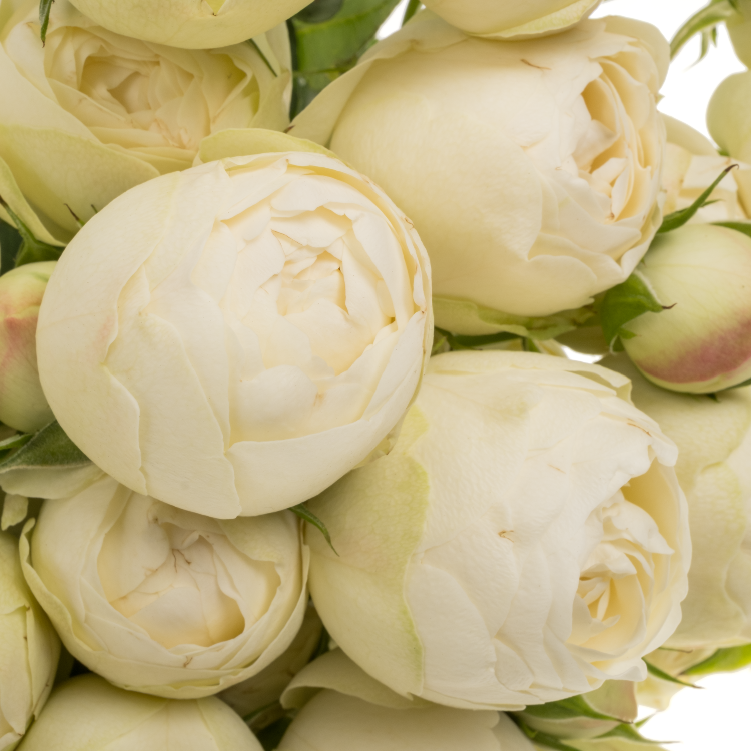 Rose verzweigt creme/weiss Mansfield White Park 50cm