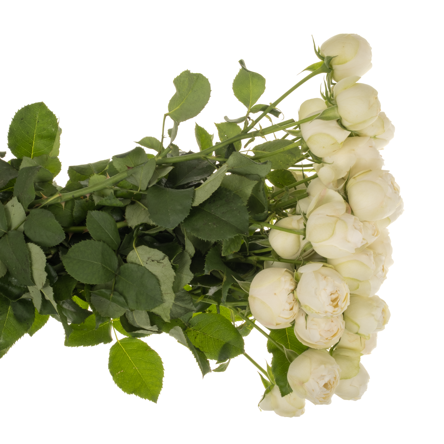 Rose verzweigt creme/weiss Mansfield White Park 50cm