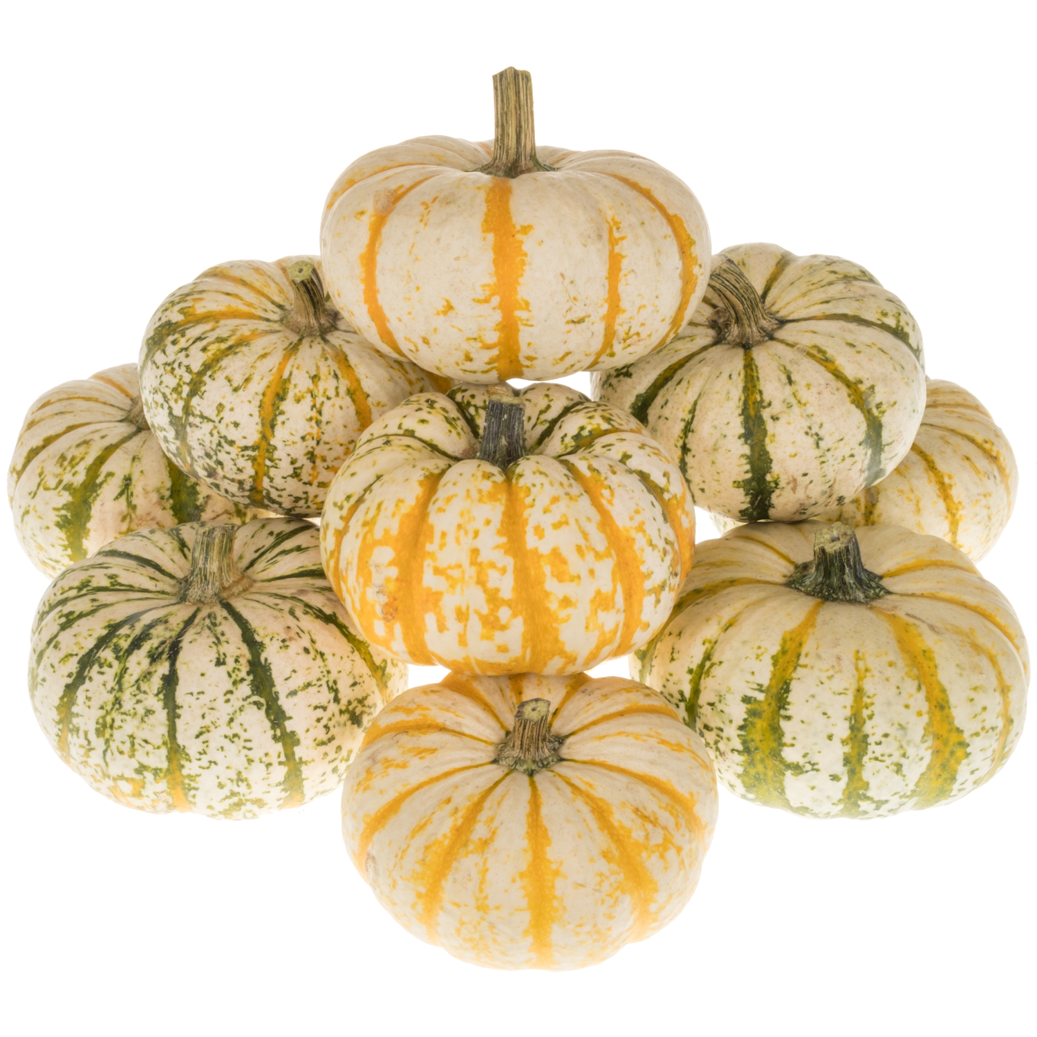 Zierkürbis creme/dunkel gelb Lil Pumpkemon 12cm