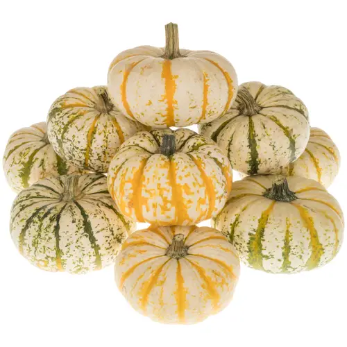 Zierkürbis creme/dunkel gelb Lil Pumpkemon 12cm