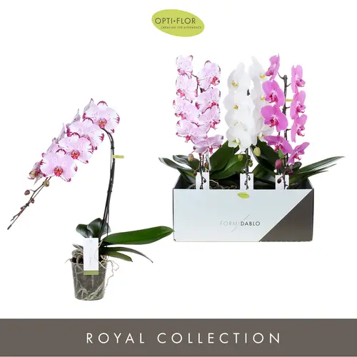 Phal.1-R mix Formidablo T12 H60
