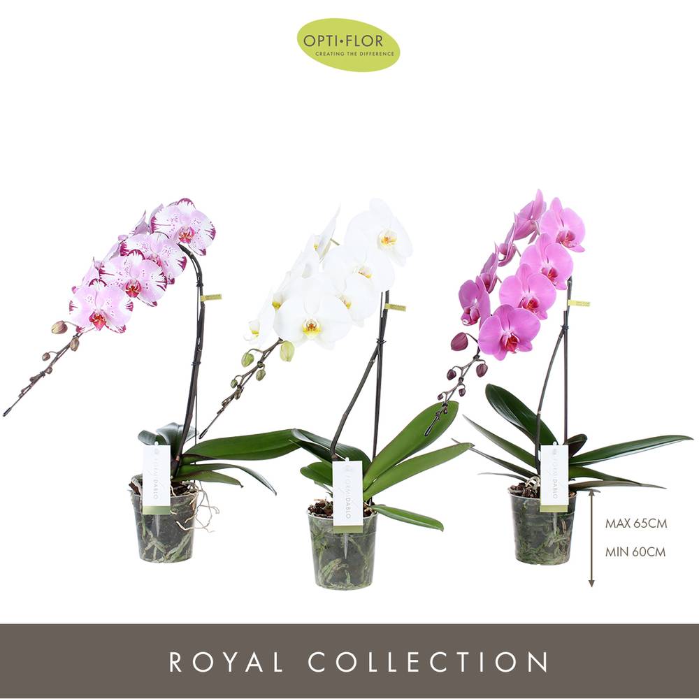 Phal.1-R mix Formidablo T12 H60