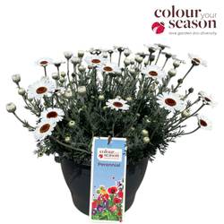 Rhodanthemum weiss Casablanca T26 H050