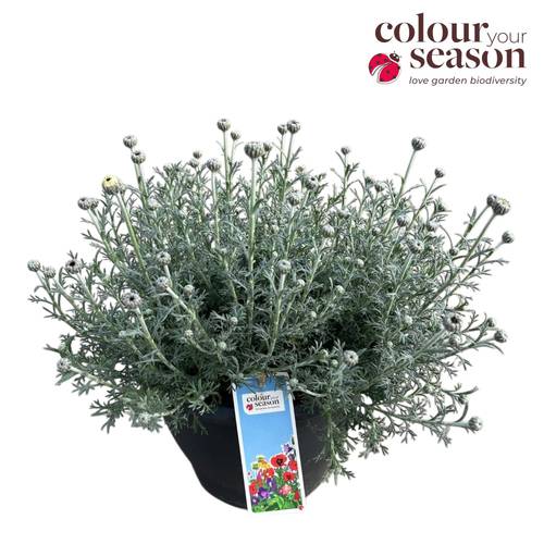 Rhodanthemum weiss Casablanca T26 H050