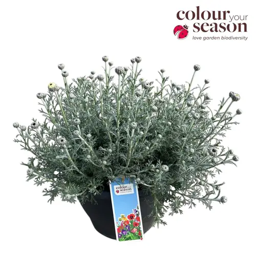 Rhodanthemum weiss Casablanca T26 H050