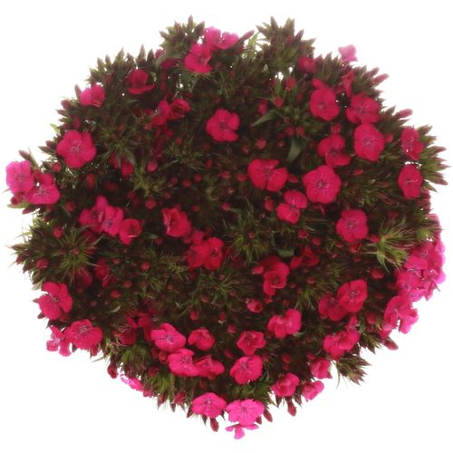 Bartnelke lila Bündel 50cm