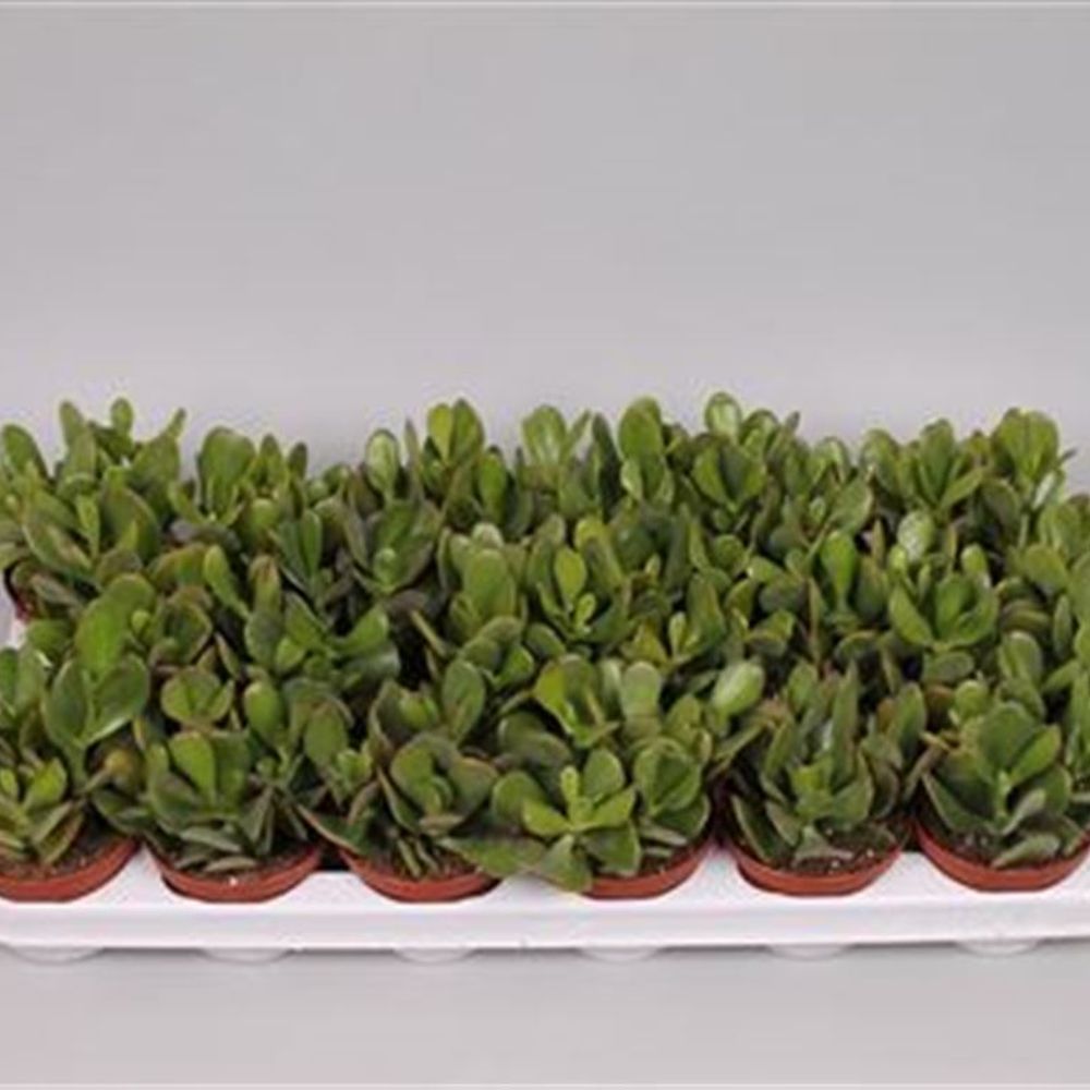 Crassula Ovata T09 H10