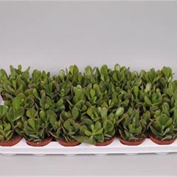 Crassula Ovata T09 H10