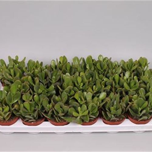 Crassula Ovata T09 H10