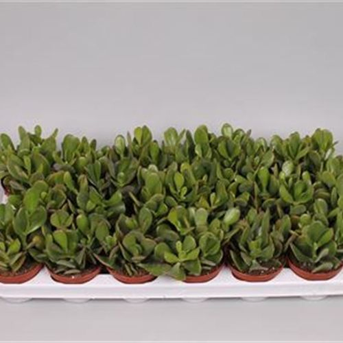 Crassula Ovata T09 H10