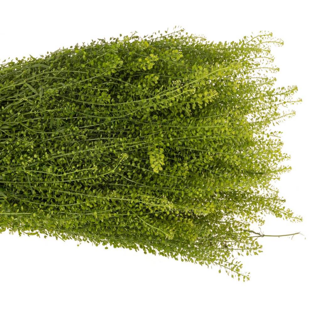 Thlaspi grün Green Bell 35 Gramm  60cm