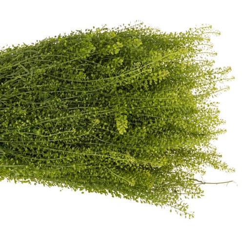 Thlaspi grün Green Bell 35 Gramm  60cm