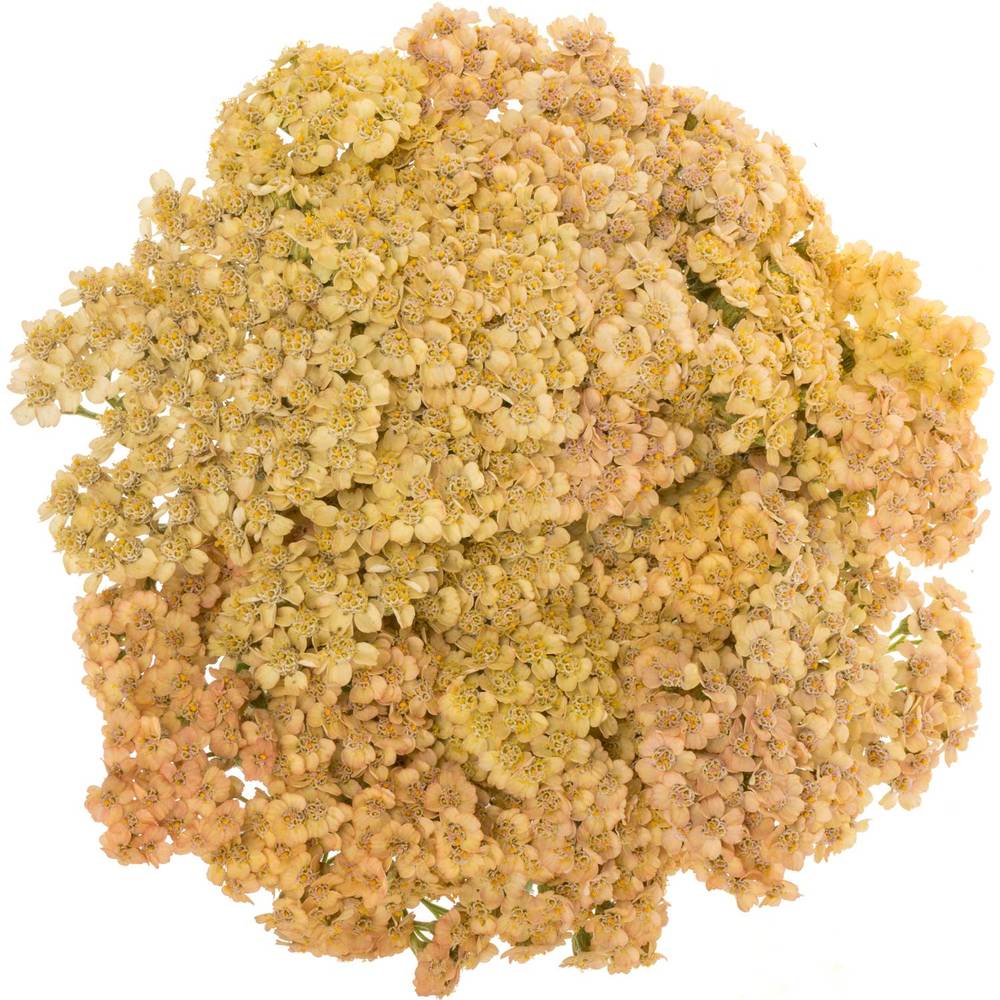 Achillea orange 60cm