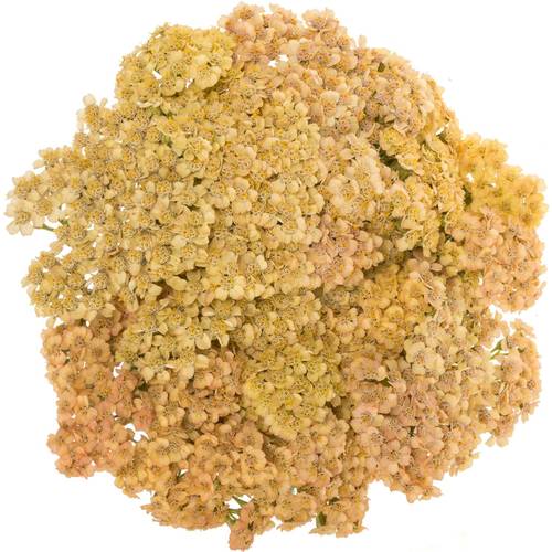 Achillea orange 60cm