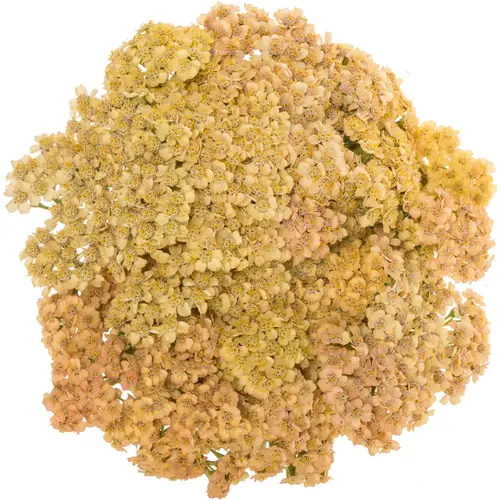 Achillea orange 60cm