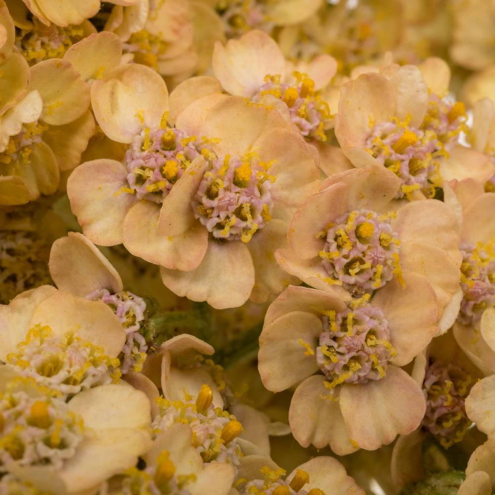 Achillea orange 60cm