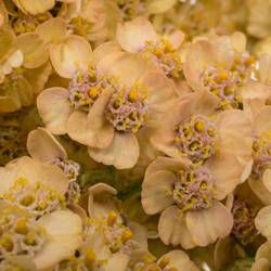 Achillea orange 60cm