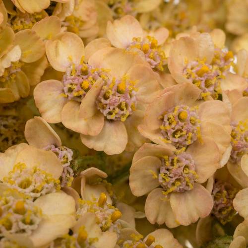 Achillea orange 60cm