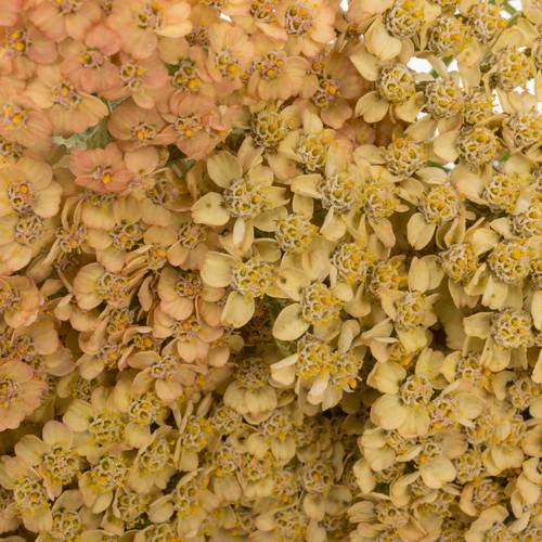 Achillea orange 60cm