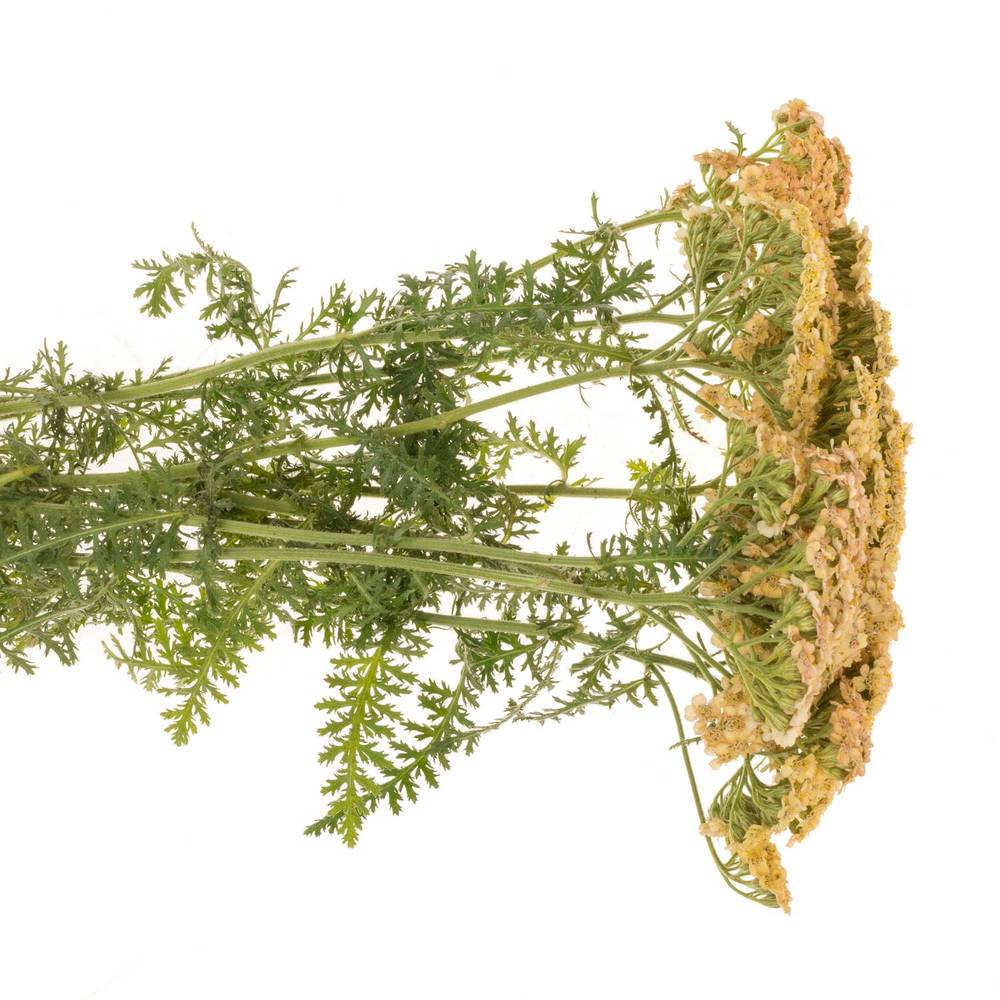 Achillea orange 60cm
