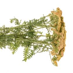 Achillea orange 60cm