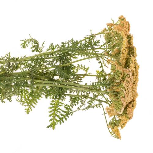 Achillea orange 60cm