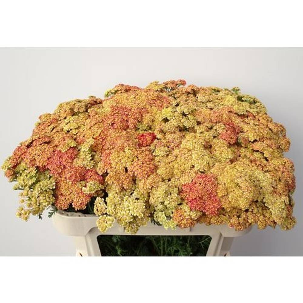 Achillea orange 60cm