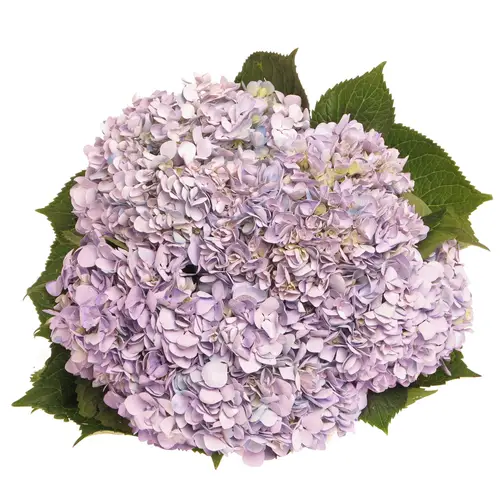 Hortensie milka Minerva Bol 20cm 60cm