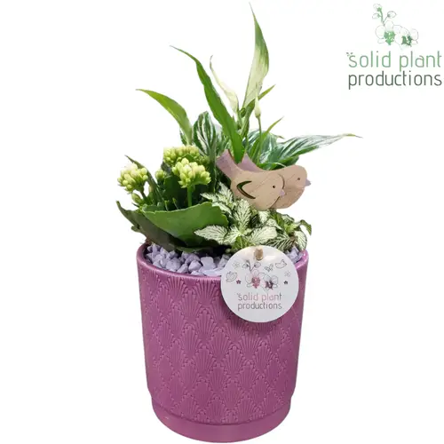 Spath.Arr SP001 Amy lila T13 H035