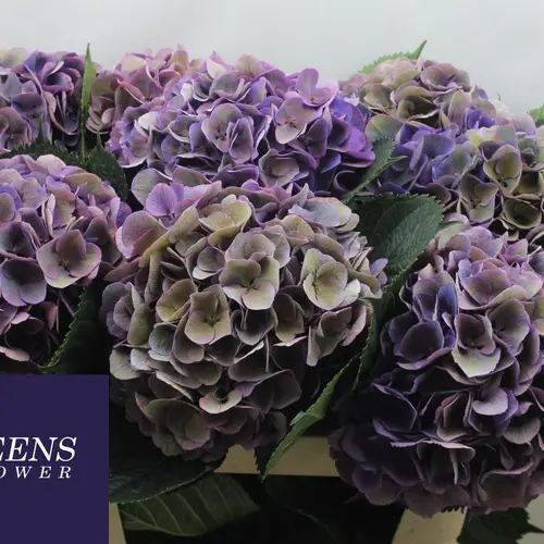 Hortensie lila Opera classic Bol 19cm 80cm