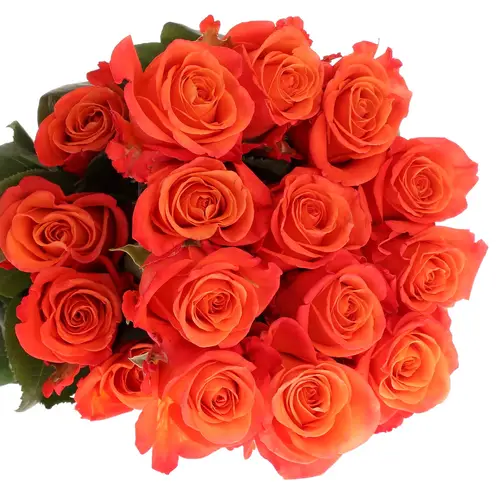 Rose orange Crush (Ec) 60cm