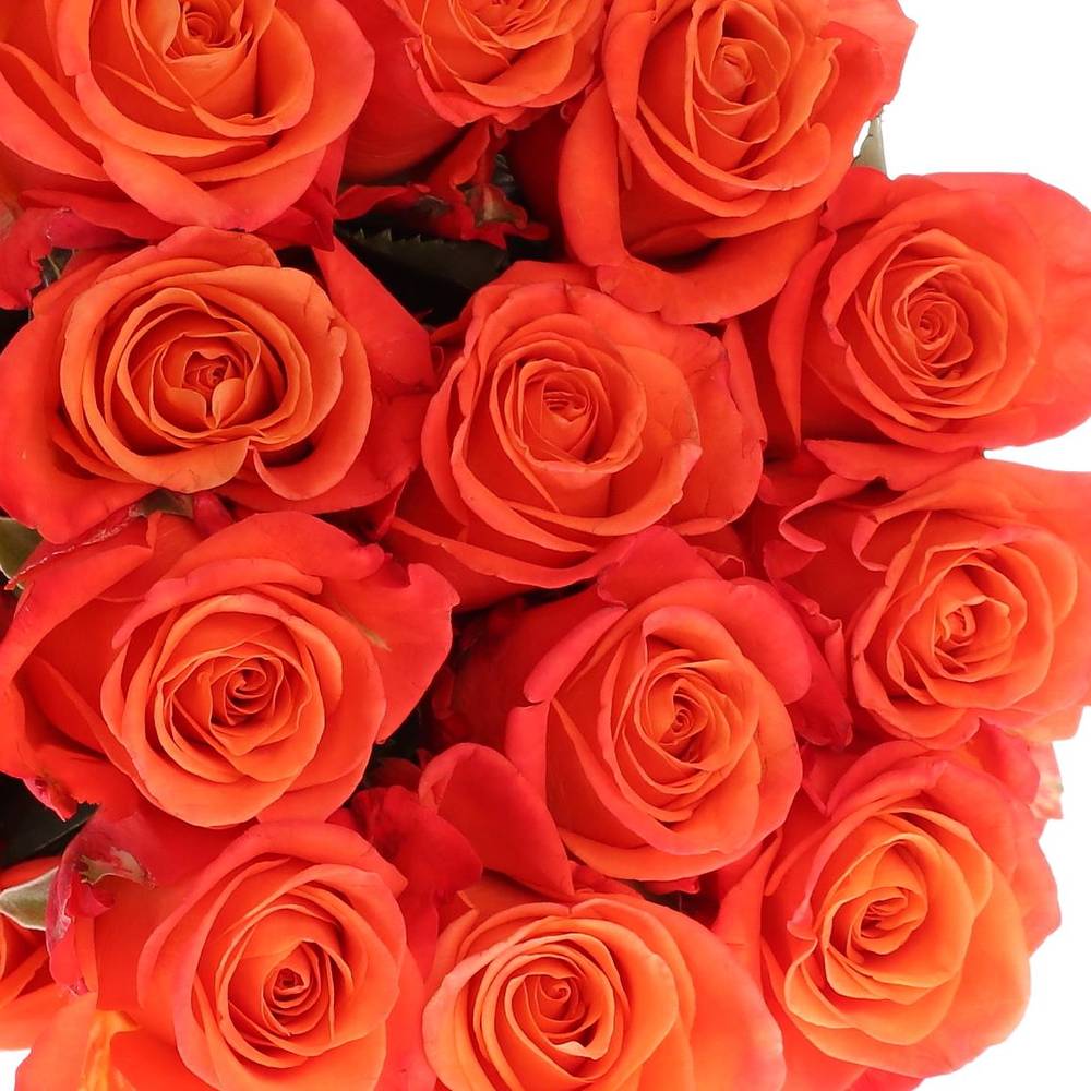 Rose orange Crush (Ec) 60cm