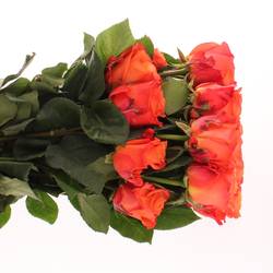 Rose orange Crush (Ec) 60cm