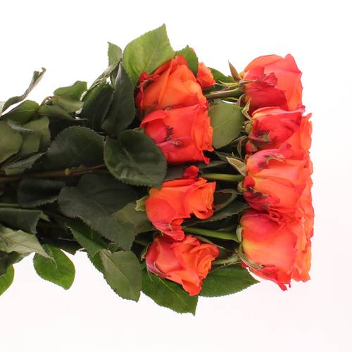 Rose orange Crush (Ec) 60cm