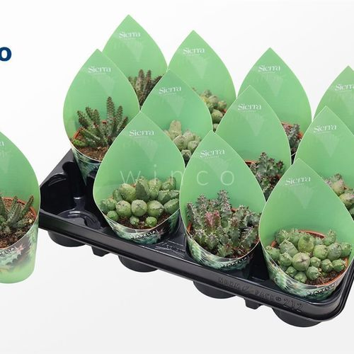 Stapelia Mix Sierra Tüte T08 H18