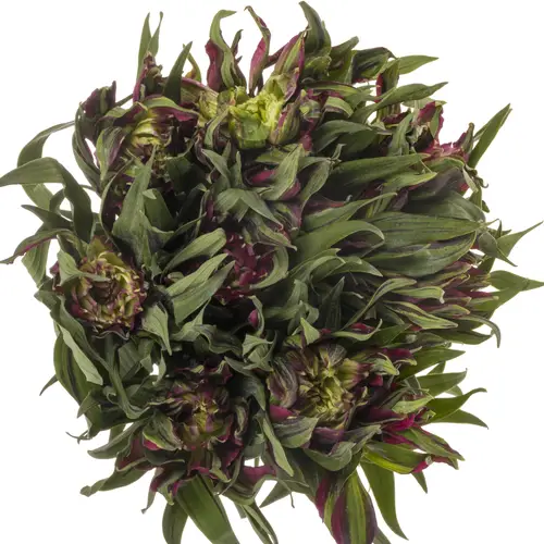 Alstroemerie lila astronova capella 60 gramm