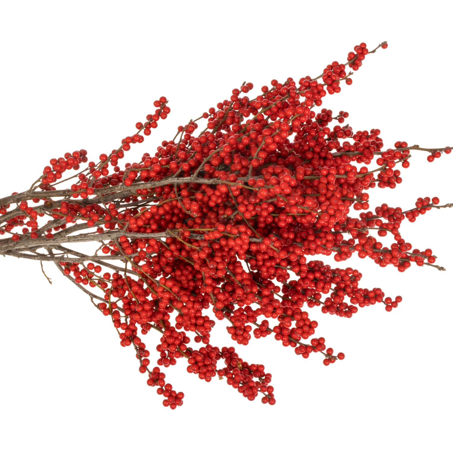 Ilex rot Magical Crimson 70cm