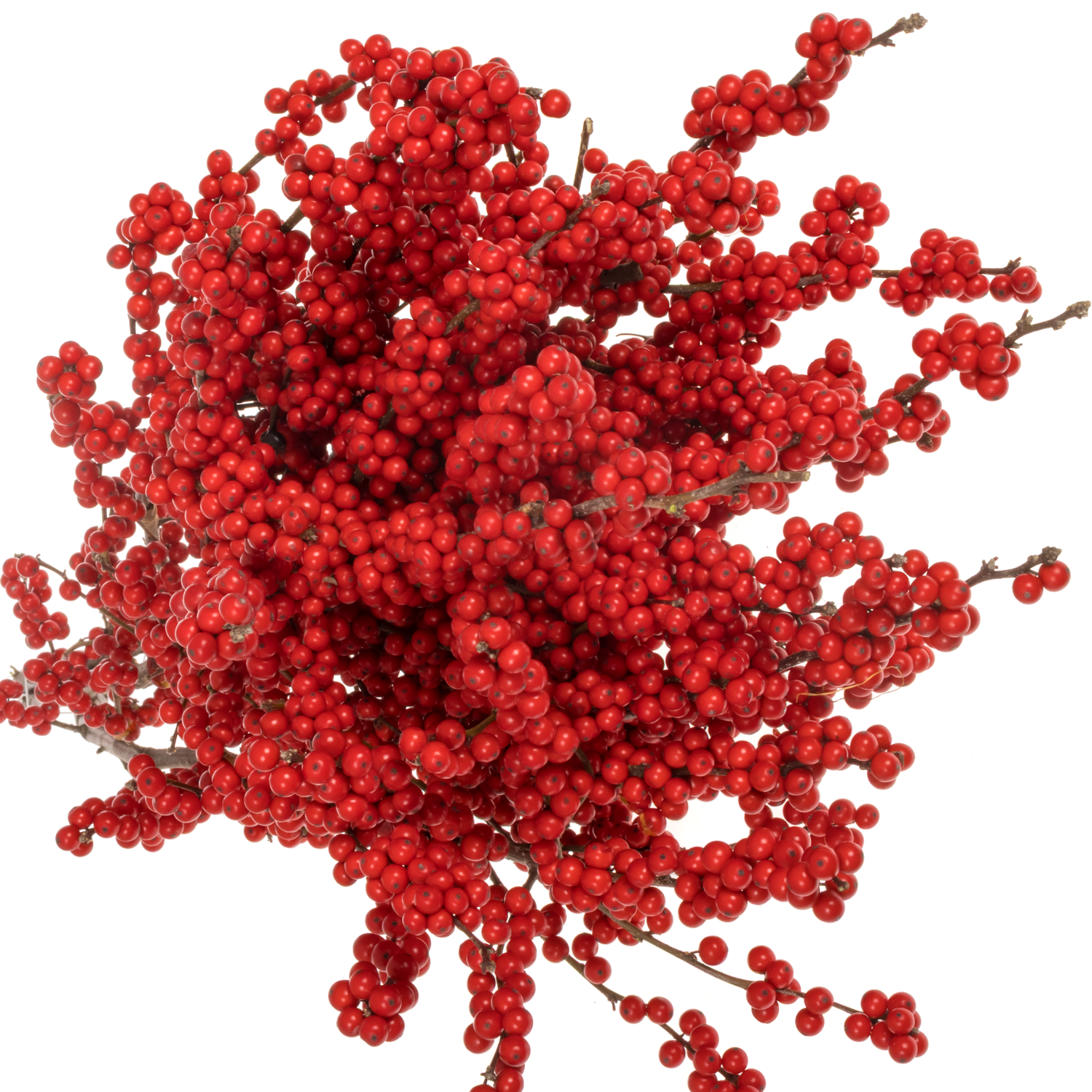 Ilex rot Magical Crimson 70cm