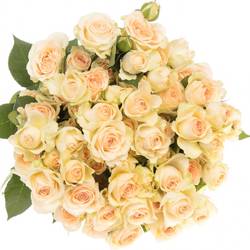 Rose verzweigt creme Sancerre 6+Blüte 60cm