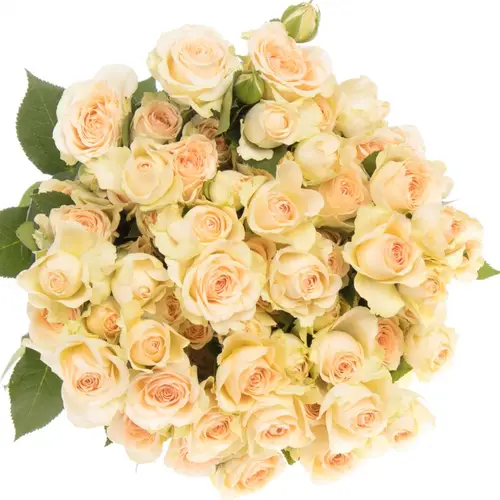 Rose verzweigt creme Sancerre 6+Blüte 60cm