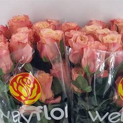 Rose lachs/apricot Fascination (Ec) 70cm