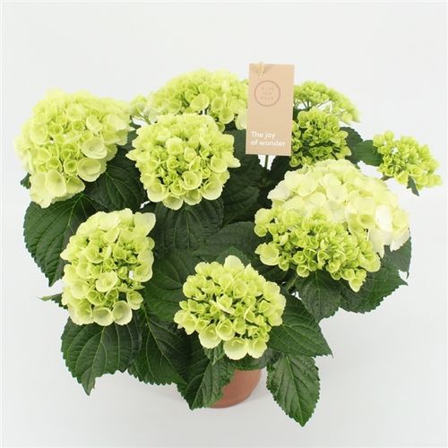 Hortensie weiss 5+Blüte T14 H040
