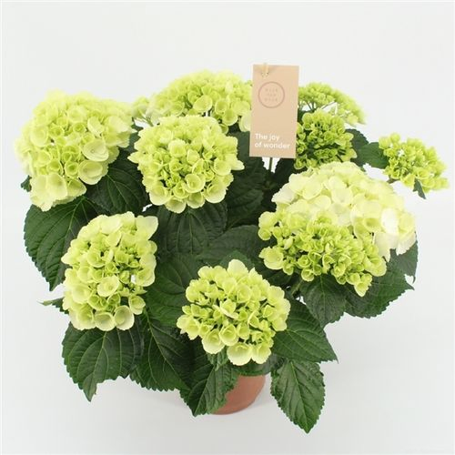 Hortensie weiss 5+Blüte T14 H040