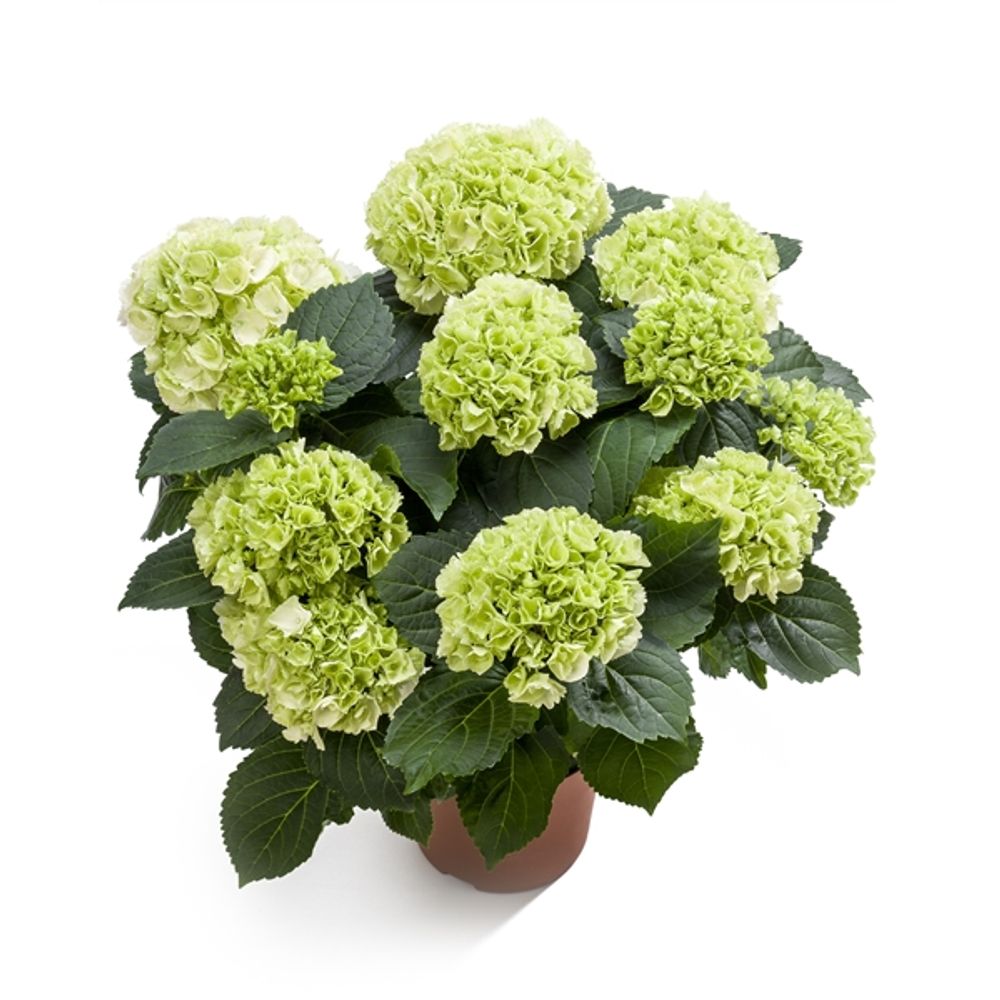 Hortensie weiss 5+Blüte T14 H040